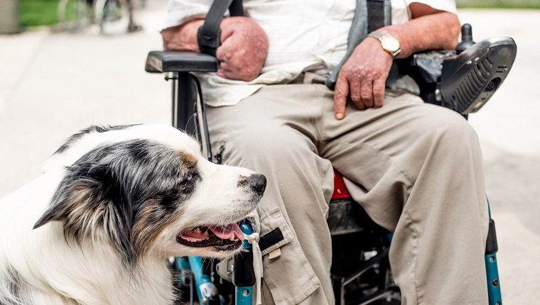 Dog As Therapy Animal For Disabled Senior Man