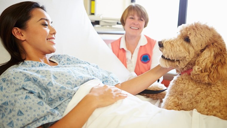 Pet Therapy Dog And Handler Visiting Female Patient In Hospital