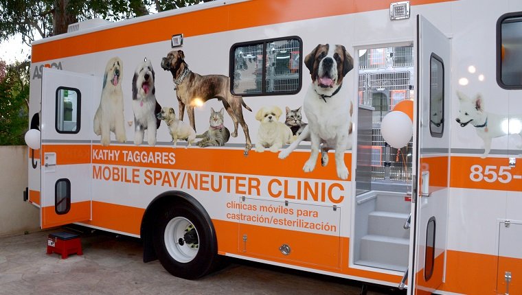 Low Cost Spay Neuter Clinics Aren T Meant For Everyone DogTime   Low Cost Spay Neuter Clinic 1 