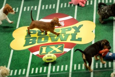 **Embargoed til 2/5/2013** NEW YORK CITY, NY - NOVEMBER 11: Adoptable puppies play during the taping of Animal Planet's "Puppy Bowl IX" program in New York City, NY on November 11, 2012. The mock football game will air as counter programming to the actual superbowl. On the internet, puppy bowl has been a huge sensation and now in it's 9th year. The puppies used in the show are from shelters and rescue organizations from across the country. The kittens in the half time show came from a shelter located in New York City. (Photo by Linda Davidson / The Washington Post via Getty Images)