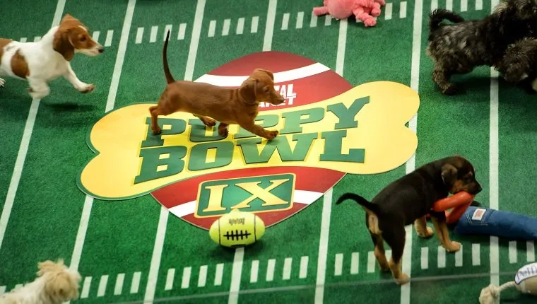 **Embargoed til 2/5/2013** NEW YORK CITY, NY - NOVEMBER 11: Adoptable puppies play during the taping of Animal Planet's "Puppy Bowl IX" program in New York City, NY on November 11, 2012. The mock football game will air as counter programming to the actual superbowl. On the internet, puppy bowl has been a huge sensation and now in it's 9th year. The puppies used in the show are from shelters and rescue organizations from across the country. The kittens in the half time show came from a shelter located in New York City. (Photo by Linda Davidson / The Washington Post via Getty Images)
