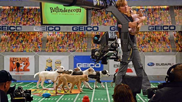**Embargoed til 2/5/2013** NEW YORK CITY, NY - NOVEMBER 11: Sandi Buck removes an overactive puppy from the set during the taping of Animal Planet's "Puppy Bowl IX" program in New York City, NY on November 11, 2012. Buck is from the American Humane Association and makes sure all animals are safe during the two-day production. The mock football game will air as counter programming to the actual superbowl. On the internet, puppy bowl has been a huge sensation and now in it's 9th year. The puppies used in the show are from shelters and rescue organizations from across the country. The kittens in the half time show came from a shelter located in New York City. (Photo by Linda Davidson / The Washington Post via Getty Images)