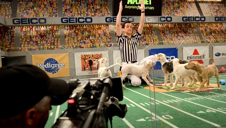 **Embargoed til 2/5/2013** NEW YORK CITY, NY - NOVEMBER 11: Dan Schachner plays an enthusiastic puppy referee at the taping of Animal Planet's "Puppy Bowl IX" program in New York City, NY on November 11, 2012. The mock football game will air as counter programming to the actual superbowl. On the internet, puppy bowl has been a huge sensation and now in it's 9th year. The puppies used in the show are from shelters and rescue organizations from across the country. The kittens in the half time show came from a shelter located in New York City. (Photo by Linda Davidson / The Washington Post via Getty Images)