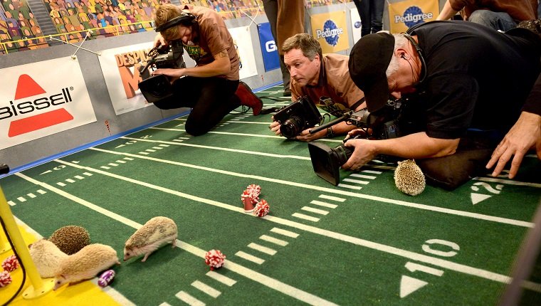 **Embargoed til 2/5/2013** NEW YORK CITY, NY - NOVEMBER 11: Video and still photographers get eye level view of the hedgehog "cheerleaders" at the taping of Animal Planet's "Puppy Bowl IX" program in New York City, NY on November 11, 2012. At one time they tried putting cheerleading skirts of the hedgehogs but they didn't stay on given the animals have no waistline. The mock football game will air as counter programming to the actual superbowl. On the internet, puppy bowl has been a huge sensation and now in it's 9th year. (Photo by Linda Davidson / The Washington Post via Getty Images)
