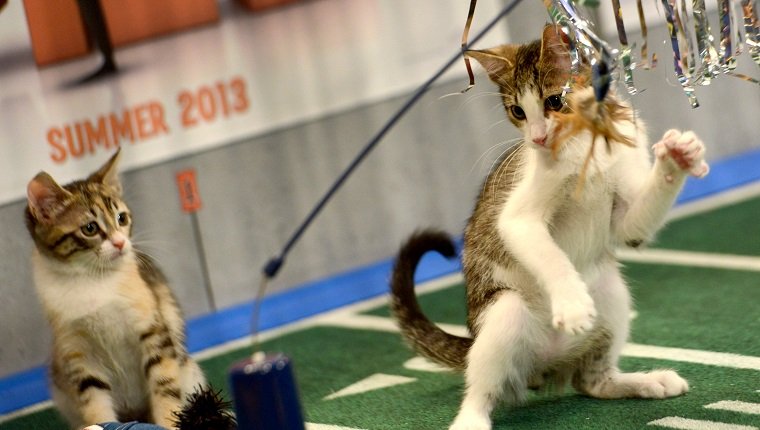 **Embargoed til 2/5/2013** NEW YORK CITY, NY - NOVEMBER 11: Kittens play on the halftime set at the taping of Animal Planet's "Puppy Bowl IX" program in New York City, NY on November 11, 2012. The mock football game will air as counter programming to the actual superbowl. On the internet, puppy bowl has been a huge sensation and now in it's 9th year. The puppies used in the show are from shelters and rescue organizations from across the country. The kittens in the half time show came from a shelter located in New York City. (Photo by Linda Davidson / The Washington Post via Getty Images)
