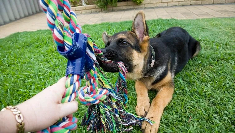 6 Dog Games To Play With Your Pup