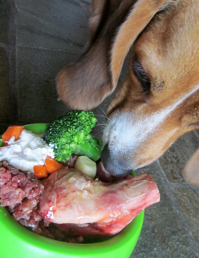 Interested In Switching Your Dog To A DIY Raw Diet? DogTime
