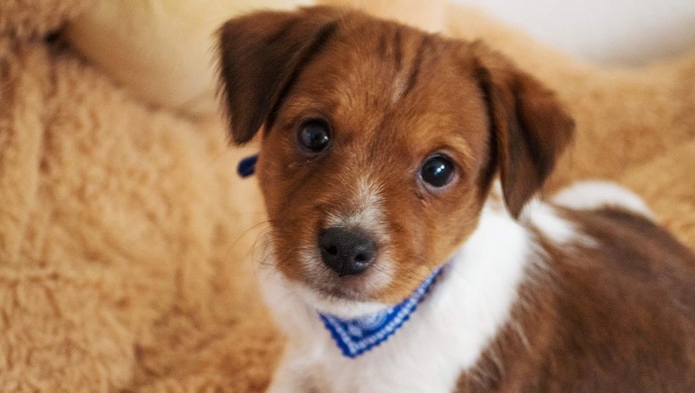 Portrait Of Cute Mixed Breed Puppy