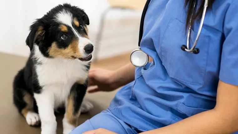 Adorable border collie puppy looks at a stethoscope hanging from the neck of a veterinarian sitting beside the puppy.