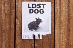 A lost dog flyer posted on a wooden fence