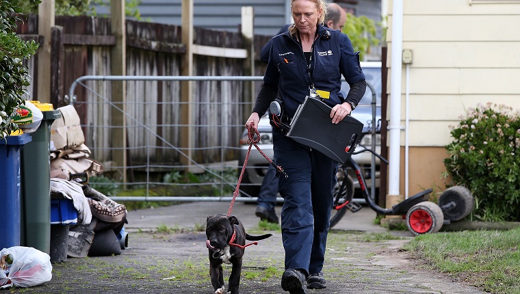 AUCKLAND, NEW ZEALAND - JULY 27: Animal Management Officer Kirsten impounds an unregistered dog in Ranui which was released after the owner paid the registration fee on July 27, 2016 in Auckland, New Zealand. The Auckland Council Animal Control undertook a menacing dog amnesty from April to June this year, resulting in a high number of dogs being presented for registration, desexing and microchipping. The Animal Control now plans to target menacing and unregistered dogs in the region until atleast October. (Photo by Fiona Goodall/Getty Images)