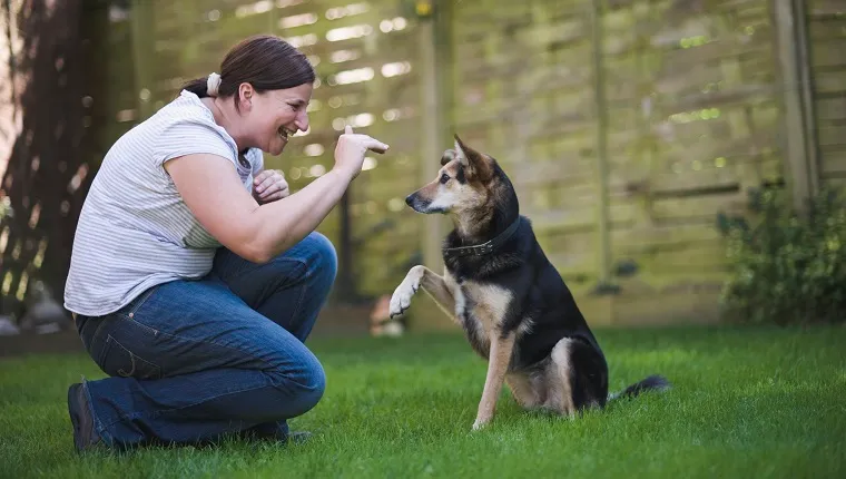 Well trained dog responding to owners hand signal by lifting paw