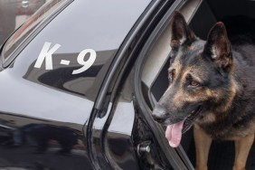 Police canine waiting in the back of a patrol car for his orders.
