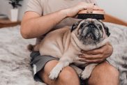 man grooming Pug dog with brush