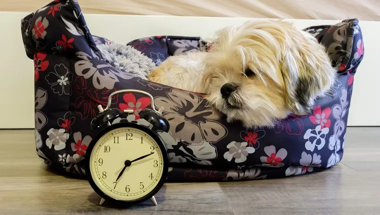 Dog lying in bed turning off an alarm clock in the morning at 7am
