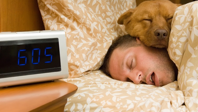 Can Your Dog Tell How Long You've Been Gone? - DogTime