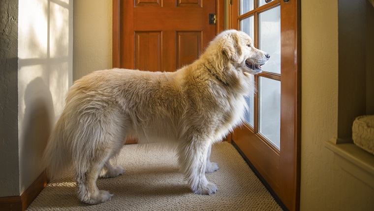 Can Your Dog Tell How Long You've Been Gone? - DogTime