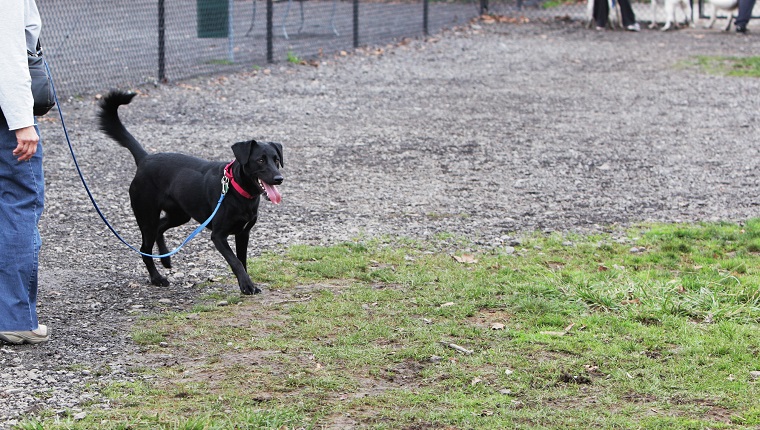 A woman is walking with her excited predominantly black labrador retriever mixed breed dog on a leash in a dog play park. The dog is panting and wagging her tail eagerly - waiting to be let loose in the protected park enclosure to safely run around and play with her canine friends.