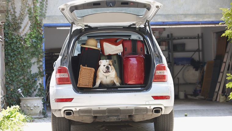 Dog in back of car packed for vacation