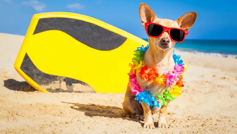 Do Dogs Need Vacations, Too?  