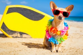 chihuahua dog at the beach with a surfboard wearing sunglasses and flower chain on summer vacation holidays at the beach