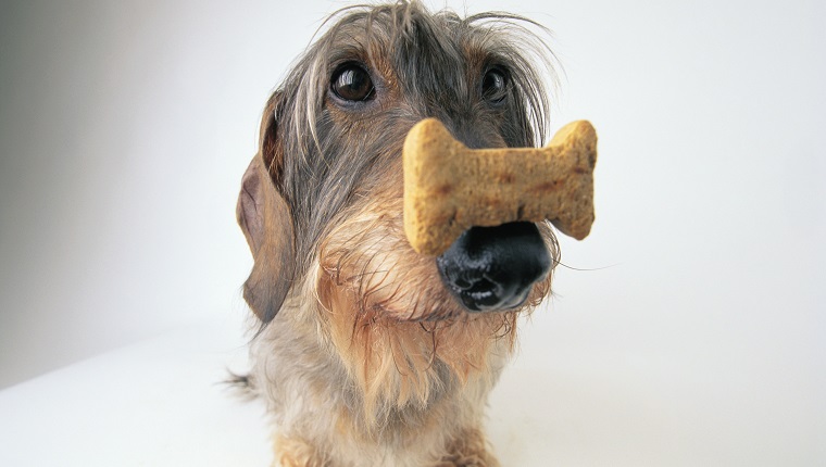Dachshund Balancing Biscuit on its Nose