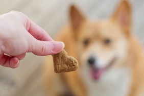 First person POV of a female hand giving a corgi dog a treat