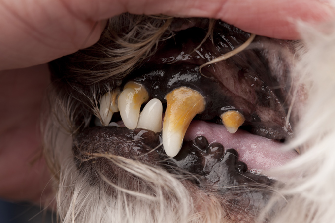 Dog Dental Health: Raw Meaty Bones Will Keep Your Dog's Teeth Clean And ...