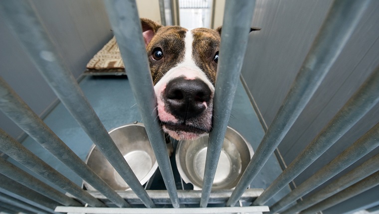Homeless dog behind bars in an animal shelter
