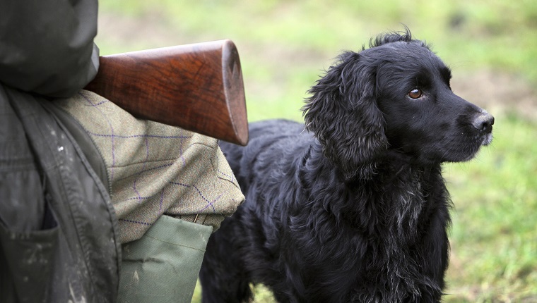 A pheasant shoot. An alert black trained gundog, a retriever beside a man seated with a gun on his knees.