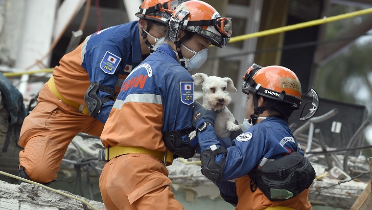 A schnauzer dog who survived the quake is pulled out of the rubble from a flattened building by rescuers in Mexico City on September 24, 2017. Hopes of finding more survivors after Mexico City's devastating quake dwindled to virtually nothing on Sunday, five days after the 7.1 tremor rocked the heart of the mega-city, toppling dozens of buildings and killing more than 300 people. / AFP PHOTO / ALFREDO ESTRELLA (Photo credit should read ALFREDO ESTRELLA/AFP/Getty Images)