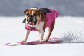 WRIGHTWOOD, CA - FEBRUARY 02: EXCLUSIVE 'Rose' the Bulldog riding a snowboard at Wrightwood, USA. As the Vancouver Winter Olympics fast approaches Tillman the skateboarding bulldog is snow laughing matter. Pictured here turning his paws to a new sport the loveable dog, already crowned the "World's Fastest Skateboarding Dog" by Guinness World Records, shows just why you can teach a dog new tricks. Joined by furry friends Lyle and Rose, the four year old bull dog displayed his incredible skills on the ski slopes - riding a snowboard at Wrightwood, USA. Tillman's owner Ron Davis said the pooch took up skateboarding years ago and snowboarding was the obvious next step. (Photo by Barcroft Media / Getty Images)