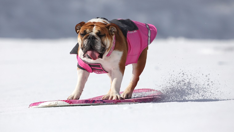 WRIGHTWOOD, CA - FEBRUARY 02: EXCLUSIVE 'Rose' the Bulldog riding a snowboard at Wrightwood, USA. As the Vancouver Winter Olympics fast approaches Tillman the skateboarding bulldog is snow laughing matter. Pictured here turning his paws to a new sport the loveable dog, already crowned the "World's Fastest Skateboarding Dog" by Guinness World Records, shows just why you can teach a dog new tricks. Joined by furry friends Lyle and Rose, the four year old bull dog displayed his incredible skills on the ski slopes - riding a snowboard at Wrightwood, USA. Tillman's owner Ron Davis said the pooch took up skateboarding years ago and snowboarding was the obvious next step. (Photo by Barcroft Media / Getty Images)