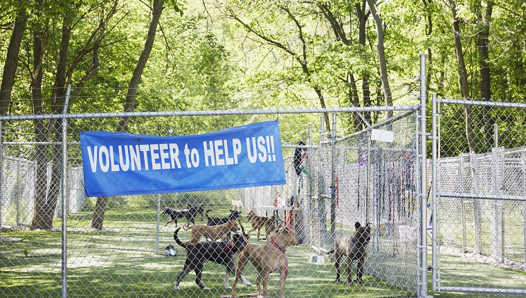 How To Volunteer Animal Shelter