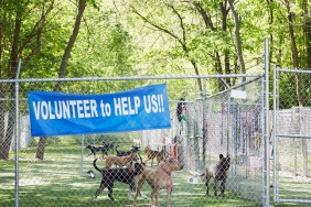 Animal shelter outdoors