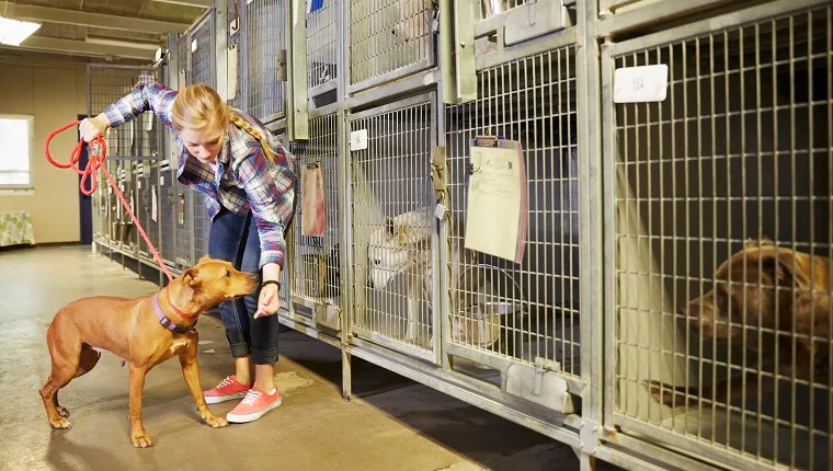 Female volunteer with a dog in animal shelter