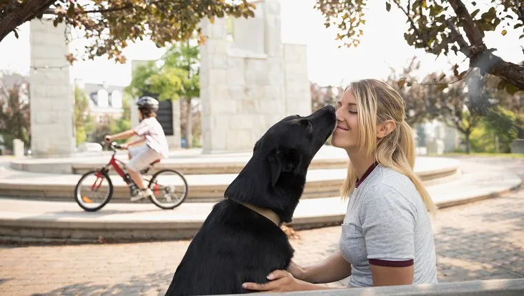 Dog kissing, licking female pet owner in park