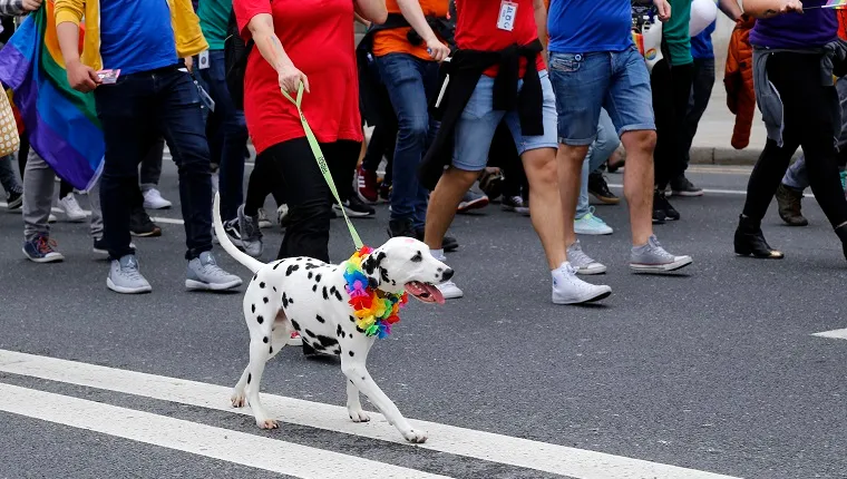 Dog with rainbow collar at Dublin gay pride parade