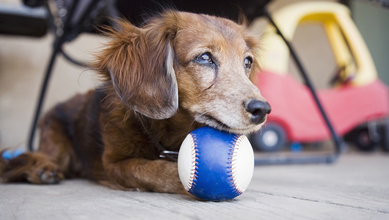 Long-haired Dachshund with ball
