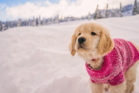 Golden retriever puppy wearing pink sweater playing in the fresh snow