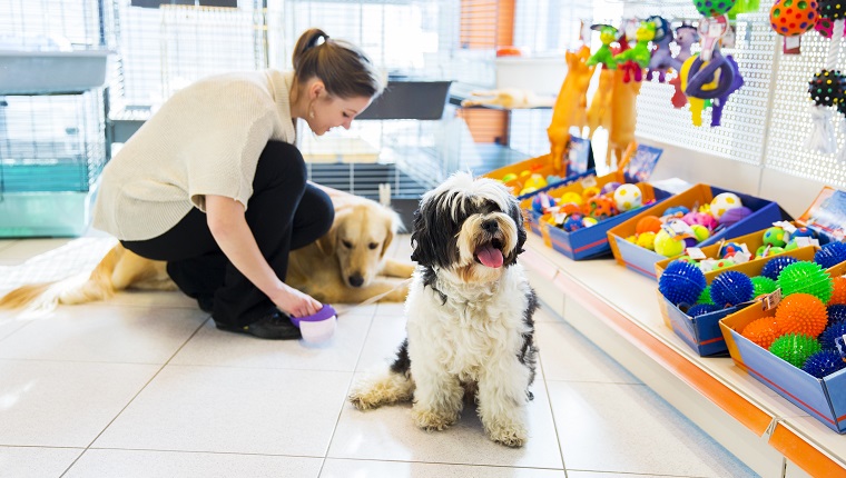 Cute Tibetan Terrier and Golden Retriever with young woman ownwr in pet store resting.