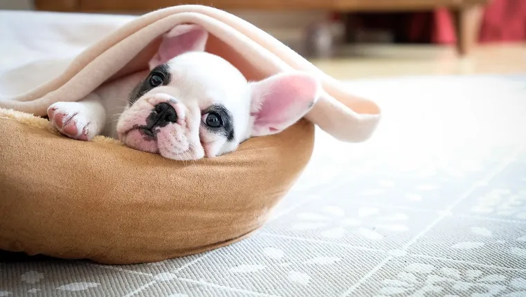 30 Adorable Puppies For National Puppy Day [PICTURES] - DogTime