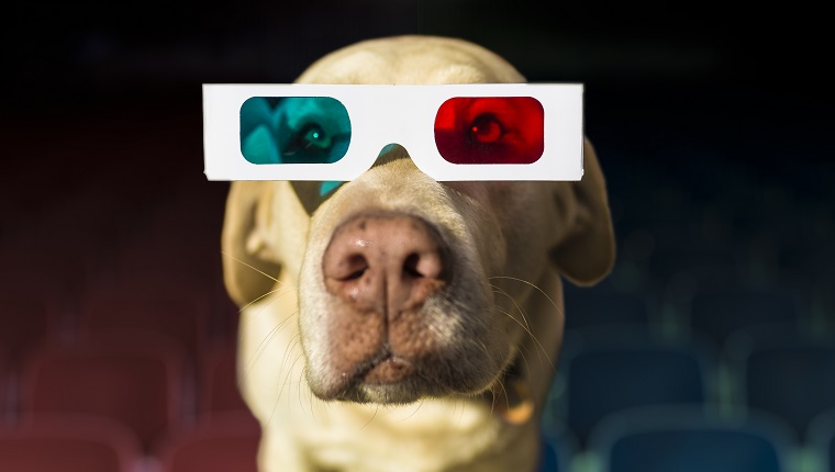 Yellow Labrador wearing 3-D glasses at theater