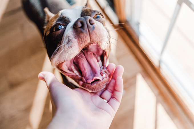 Dog Dental Health: Raw Meaty Bones Will Keep Your Dog's Teeth Clean And ...