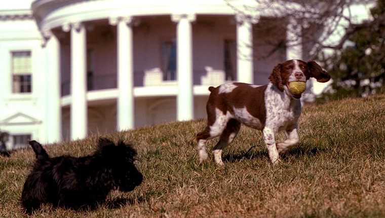 WASHINGTON, DC - JANUARY 23: In this picture released 31 January 2001 by the US White House, Barney(L), a Scottish terrier, and Spot(R), a English Springer Spaniel, play on the south lawn of the White House 23 January 2001. Barney was a gift from Christine Todd Whitman, former New Jersey Governor and current head of the Environmental Protection Agency(EPA), to US President George W. Bush and his family. Spot is the offspring of Millie, who was former US President George Bush's family dog. 