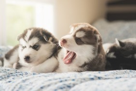 Cute two puppies siberian husky lying on a bed,vintage filter