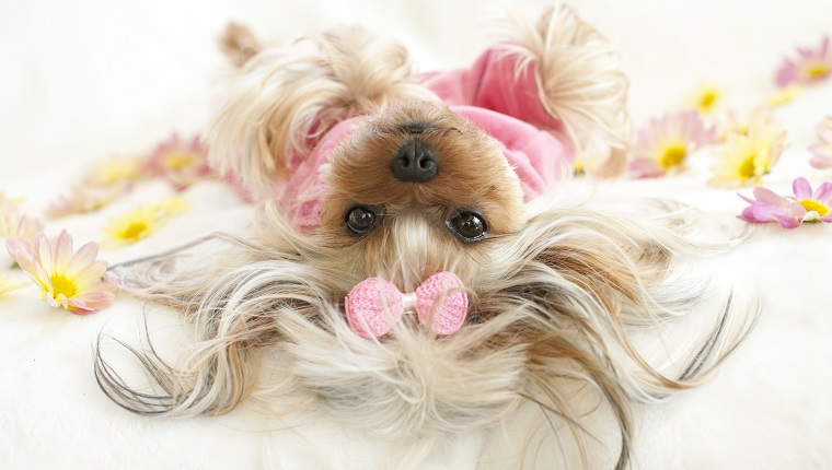 Yorkie lying down on her back, hanging her head, looking at camera surrounded by daisy flowers and wearing pajamas