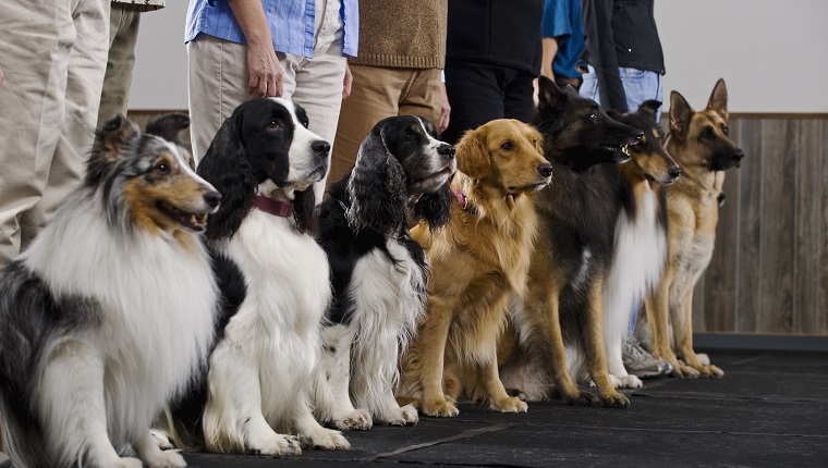 Line of purebred dogs in obiedience class