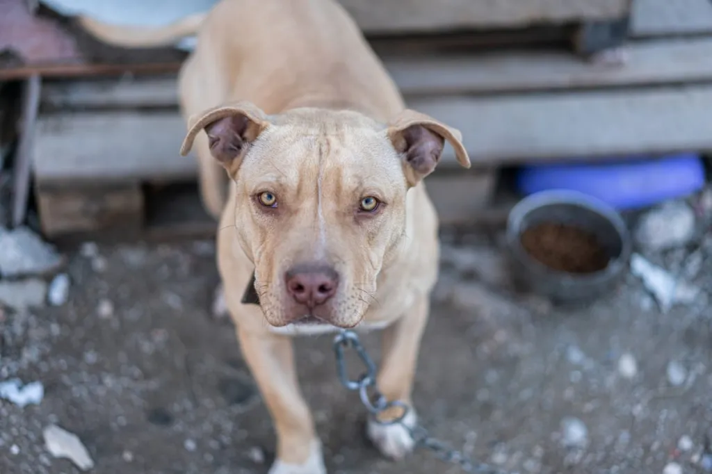 Pit Bull chained up in dirty yard signs of dog fighting ring