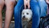 A samll dog looking nervous hides behind its owner for comfort as it looks out.